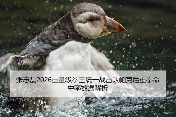 张志磊2026重量级拳王统一战击败帕克后重拳命中率数据解析
